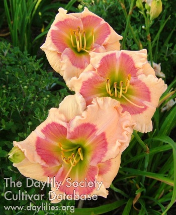 Daylily Repeat After Me